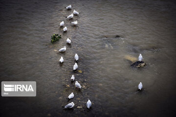 Aves migratorias llegan al río “Cheshme Kile” de Tonecabón