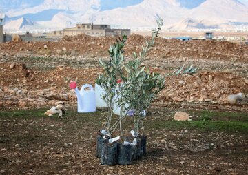 ۸۰۰ هزار اصله نهال برای ترویج درختکاری در استان سمنان توزیع می‌شود