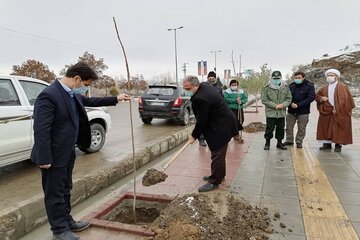 کاشت ۲ هزار اصله نهال بلوط در بوکان آغاز شد