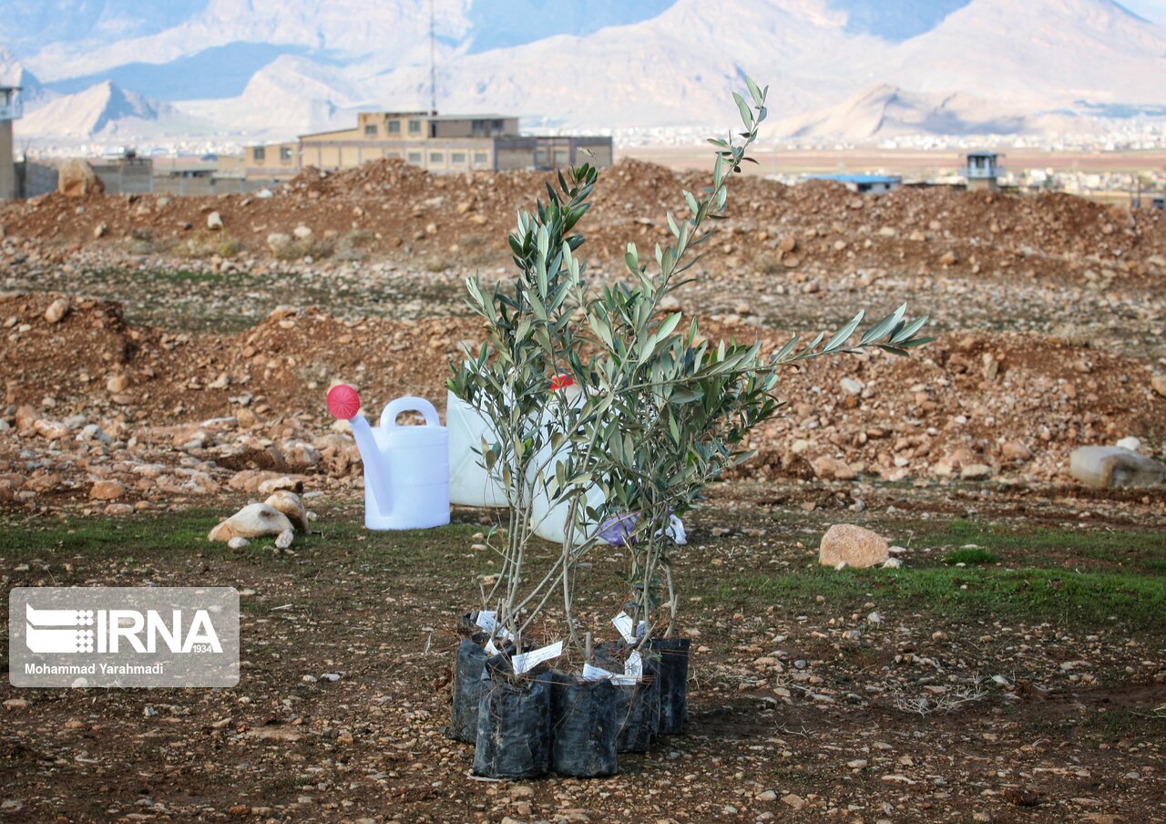 ۸۰۰ هزار اصله نهال برای ترویج درختکاری در استان سمنان توزیع می‌شود