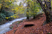 Últimos días de otoño en los bosques de Rezvanshahr