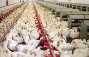 نرخ تورم تولید مرغداری صنعتی۱.۳ درصد رشد کرد