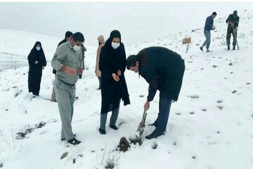 پارک جنگلی شاهین‌دژ زیر کشت بذر بادام کوهی رفت