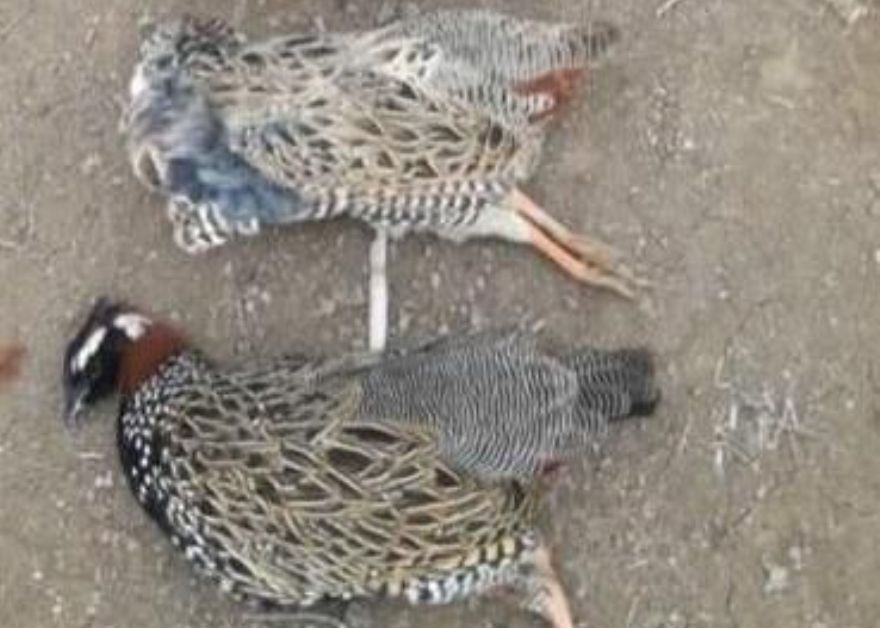 عامل انتشار تصاویر شکار در فضای مجازی در اردبیل دستگیر شد