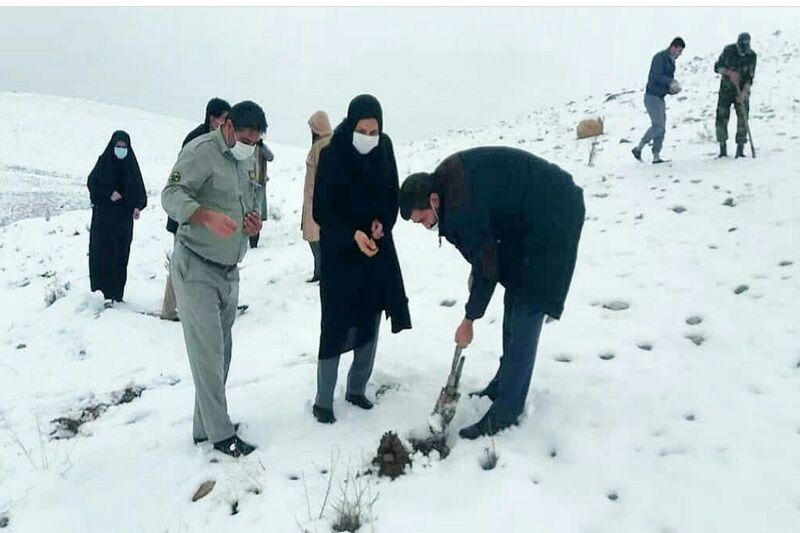 پارگ جنگلی شاهین‌دژ زیر کشت بذر بادام کوهی رفت