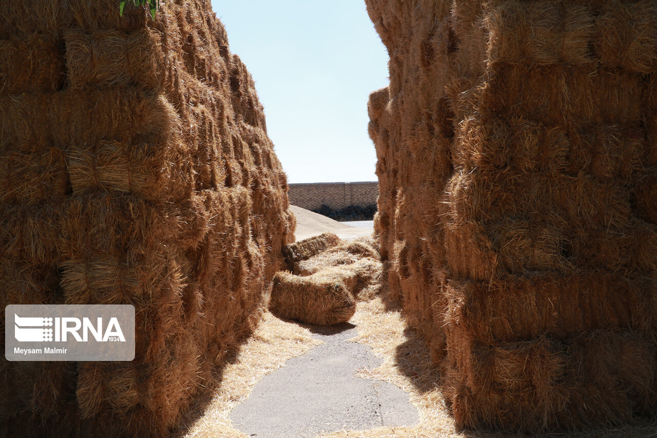 علوفه یارانه دار در بین دامداران منطقه سیستان توزیع شد