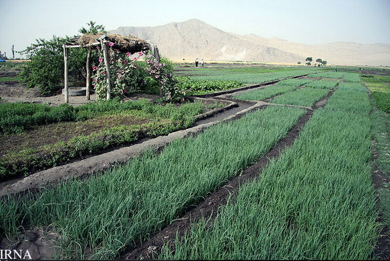 ۹۴ هزار هکتار زمین زراعی کرمانشاه به شیوه کشاورزی حفاظتی زیرکشت رفت