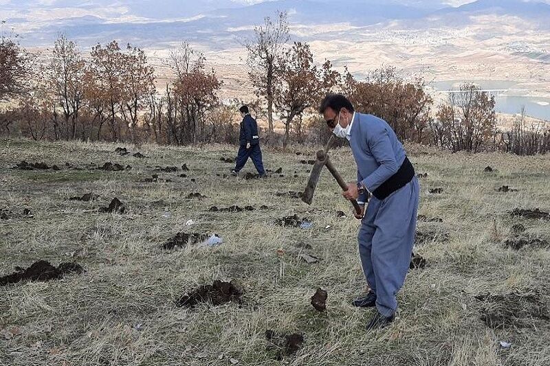 ۲۲۰۰ اصله نهال و بذر بلوط در سردشت کاشته شد