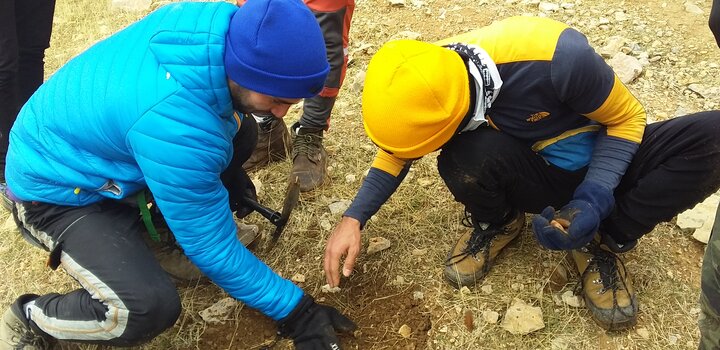 «شوکه»؛ شوکران جنگل بلوط