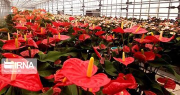 پاکدشت مقام اول تولید گل و گیاه در کشور را در اختیار دارد