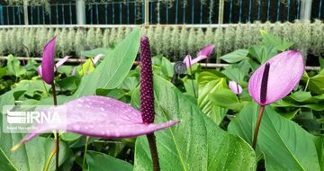 Iran's cut flowers capital; Pakdasht in southeastern Tehran