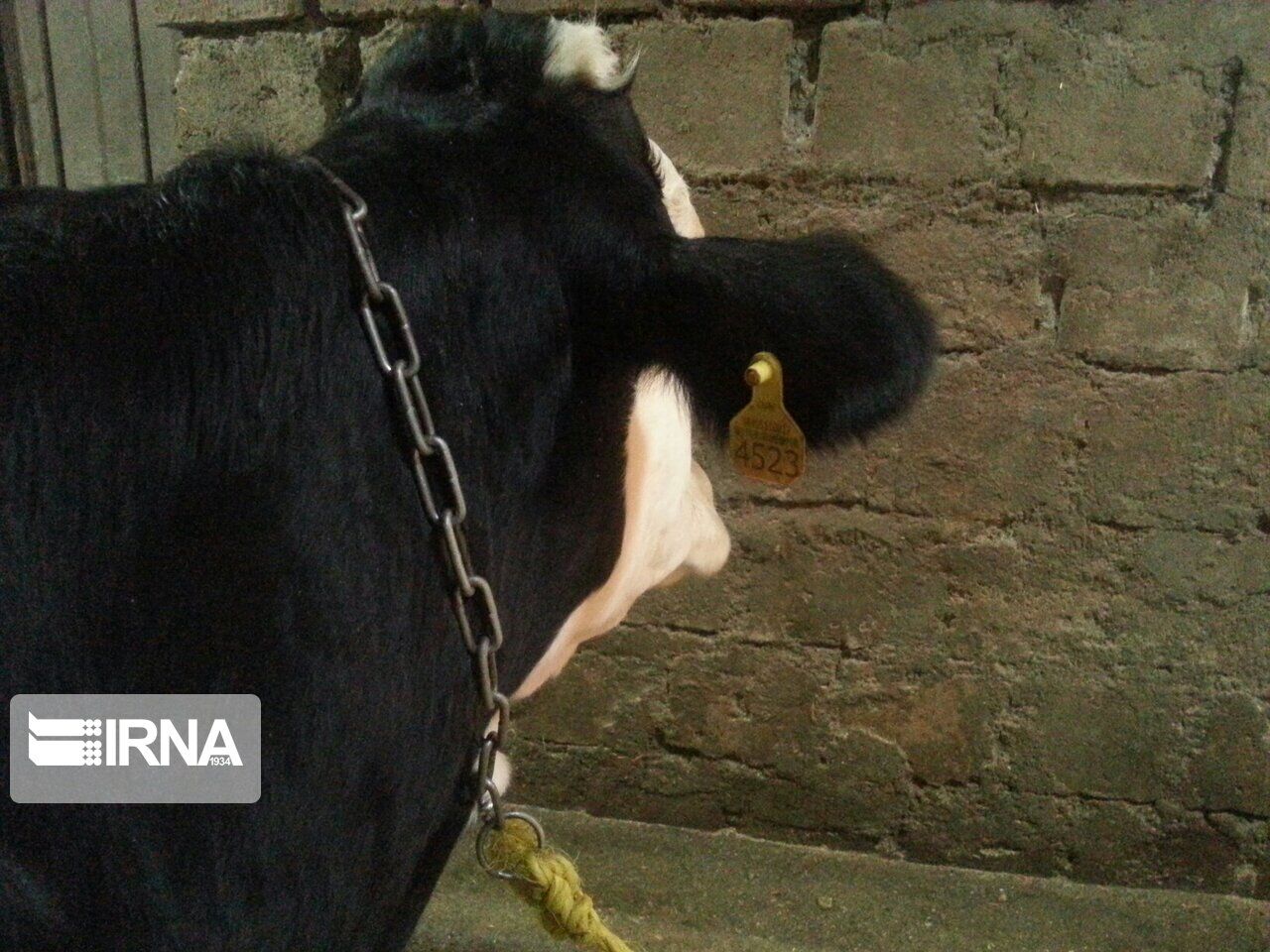 بیش‌از۱۸۸ هزار راس دام در سیستان وبلوچستان پلاک کوبی شد