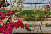 ۱۷ میلیون دلار انواع گل و گیاهان زینتی از استان مرکزی صادر شد