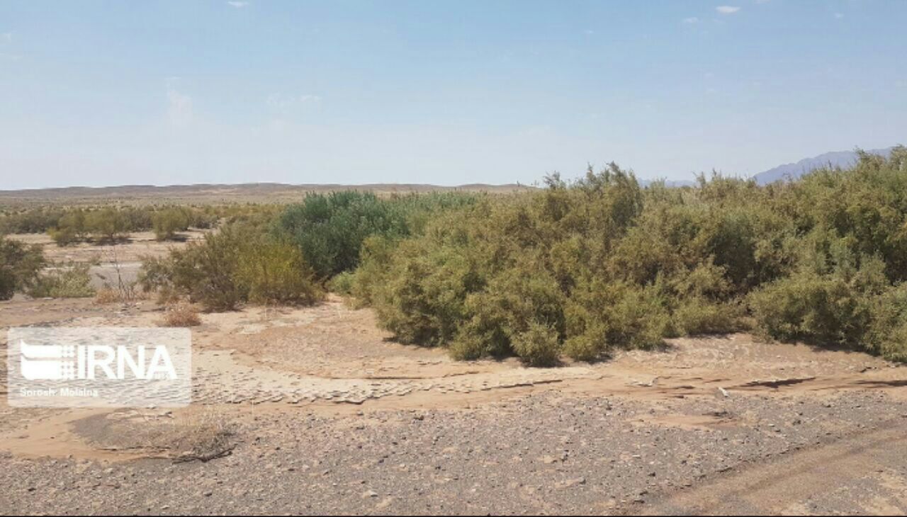قاچاقچیان درختان ممنوع‌قطع گز در آق‌قلا دستگیر شدند