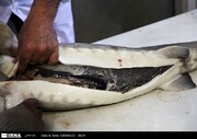 ۷۰ درصد خاویار شمال کشور در جویبار تولید می‌شود