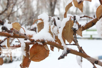 Snowy day in last days of Autumn in Northwestern Iran