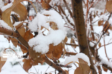 Snowy day in last days of Autumn in Northwestern Iran