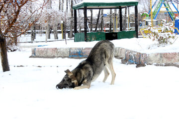 Snowy day in last days of Autumn in Northwestern Iran