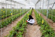 نخستین مرکز نیکوکاری اشتغال و کارآفرینی کشاورزی در سمنان افتتاح شد