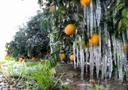 هواشناسی دزفول نسبت به یخ زدگی محصولات کشاورزی هشدار داد 