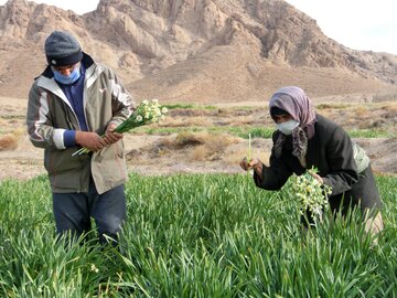 برداشت گل نرگس از مزارع خوسف