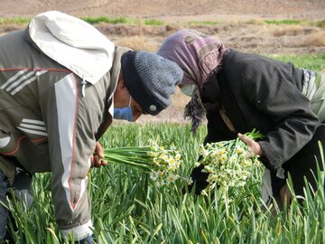 برداشت گل نرگس از مزارع خوسف