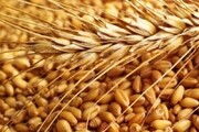 بیش از ۲۱ هزار تُن بذر گندم برای کشت پاییزه در کردستان خریداری شد