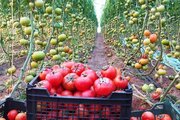 150 Tons of tomato exports through Mirjaveh