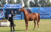 Schönheitswettbewerb für Pferde in Dezful
