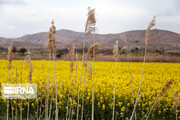 افزایش تولید ۲۹ محصول کشاورزی در اصفهان