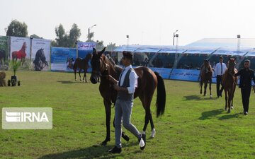 Всеиранский «конкурс красоты» среди Гатвандских лошадей в Дезфуле