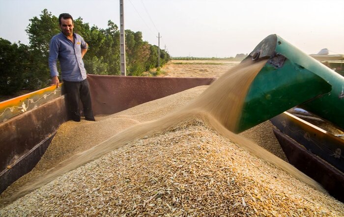 ۱۵ هزار تن بذر فرآوری شده بین کشاورزان دهلران توزیع شد