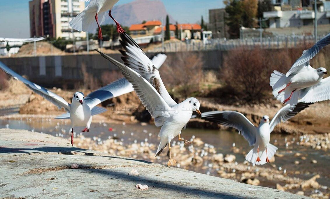 پرندگان مهاجر سوژه ای برای کمدین های شمال کشور