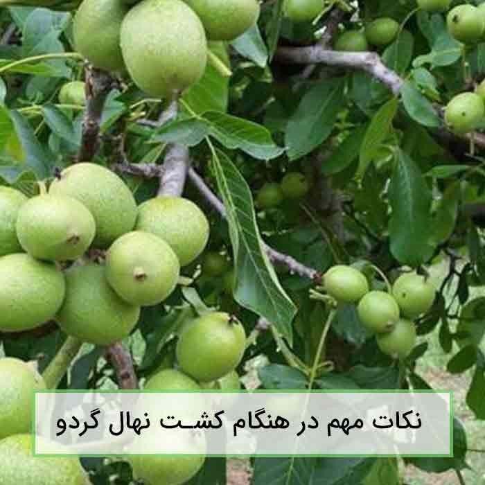 جهاد کشاورزی مرند از کاشت گردو در اراضی شیبدار حمایت می‌کند