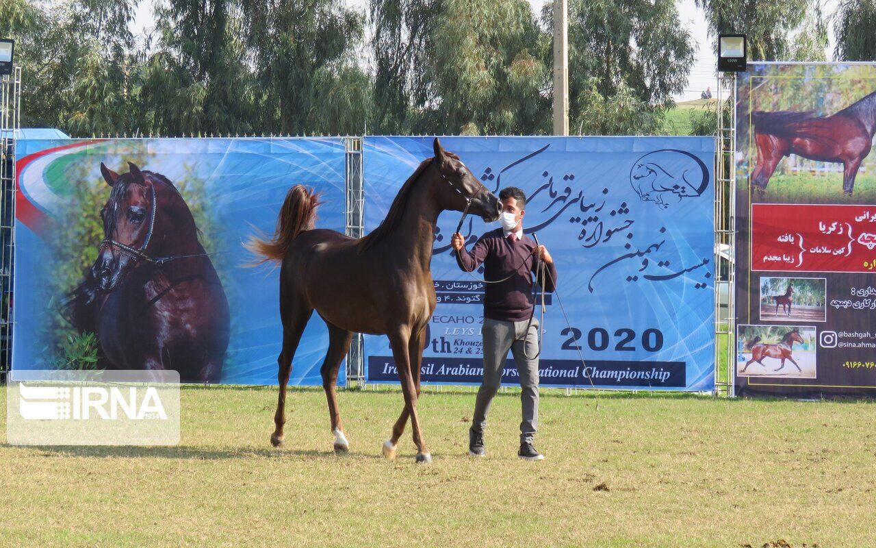 فیلم- بیست و نهمین جشنواره کشوری زیبایی اسب اصیل ایرانی در گتوند