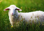 «مهدیشهر قطب دامپروری کشور» با اصلاح نژاد گوسفند سنگسری
