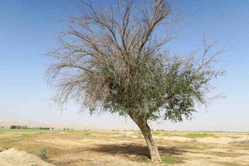 روستاي 'گزدراز' محل زندگي فايز اسطوره دوبيتي سراي جنوب ايران