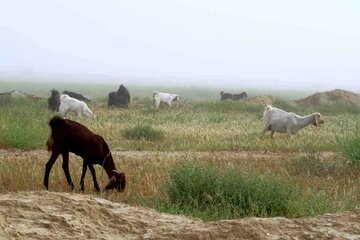 روستاي 'گزدراز' محل زندگي فايز اسطوره دوبيتي سراي جنوب ايران