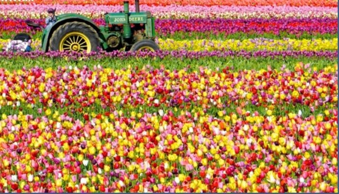 Irán, 17º productor de flores y plantas a nivel mundial - IRNA Español Irán, 17º productor de flores y plantas a nivel mundial - IRNA Español