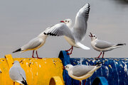 Gulls symbolize Iran’s Bandar Anzali city