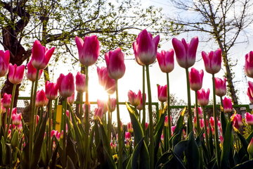 L'Iran est le 17e producteur mondial de fleurs et de plantes 