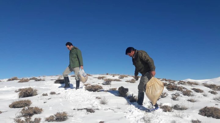 بذل مهربانی به حیات وحش لرستان در روزهای سرد زمستان