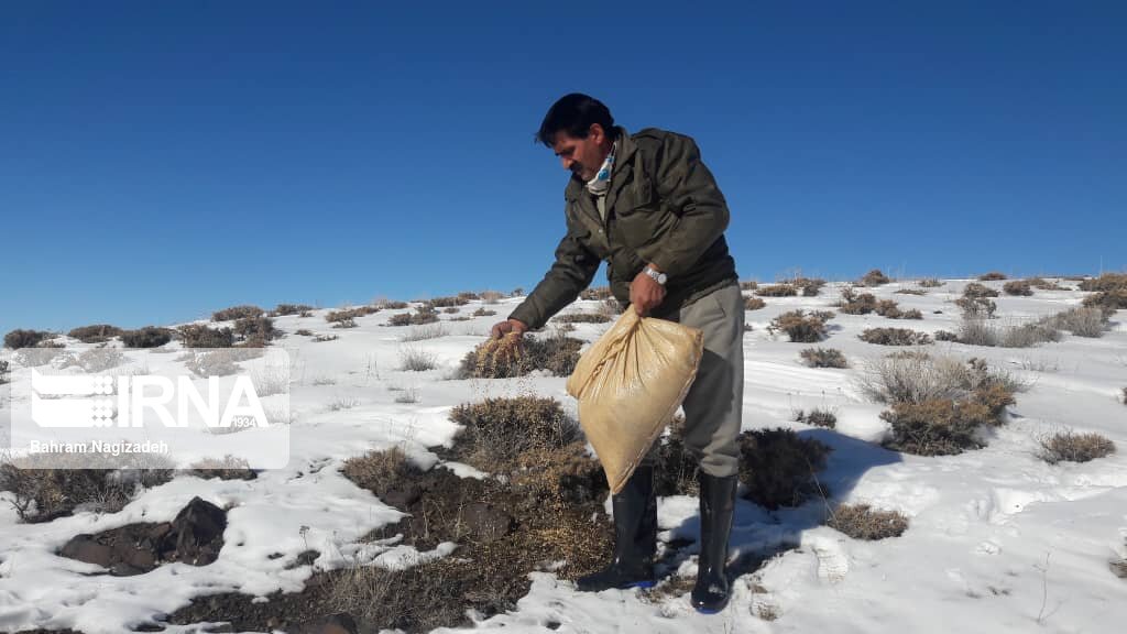 ۳۵ تن علوفه برای مصرف زمستانی حیات وحش ذخیره شد