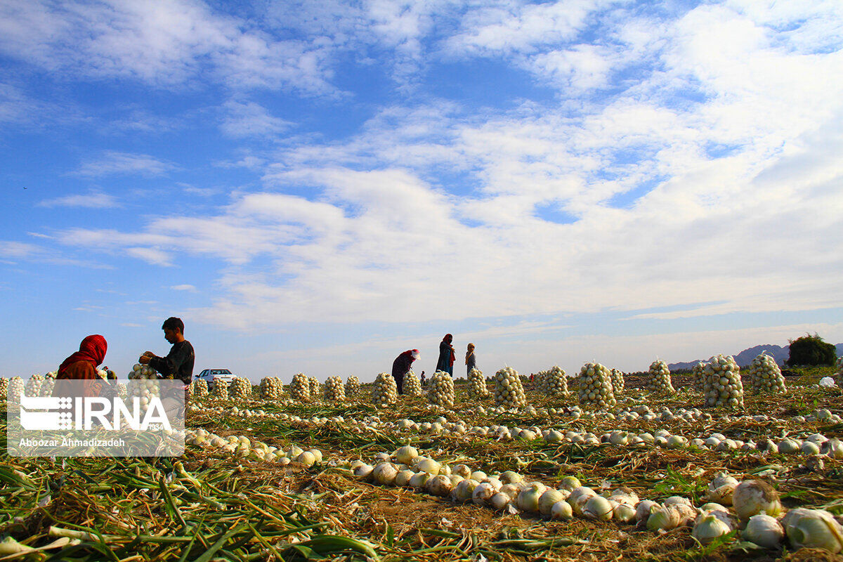 ۵۲ هزار خانوار در دولت روحانی زیرپوشش بیمه روستایی قرار گرفتند