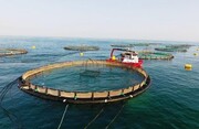  نخستین پروانه تاسیس پرورش ماهی دریایی در قفس در خوزستان صادرشد