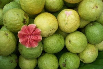 برداشت میوه گرمسیری گواوا در سیستان و بلوچستان از مرز سه هزار تن فراتر رفت