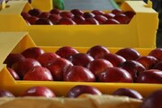 افزایش ۱۰ برابری ظرفیت بسته‌بندی میوه در آذربایجان غربی