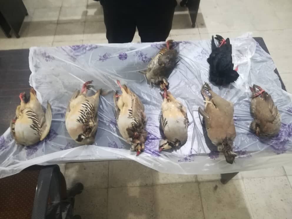 شکارچیان غیرمجاز در ساوجبلاغ دستگیر شدند