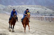 اسب ترکمن خراسان شمالی مجال تاخت را در استان همسایه می‌جوید