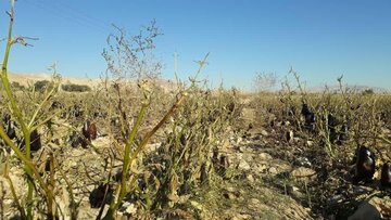 سرما به مزارع کشاورزی روستای چاه نهر لارستان خسارت زد